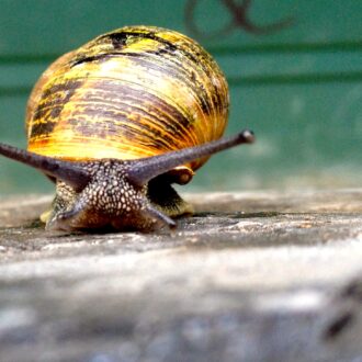 Helix Aspersa MAXIMA