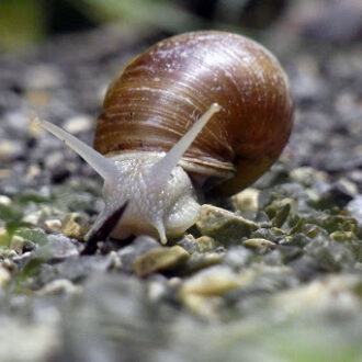 Helix Aspersa MULLR