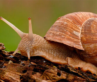 Helix POMATIA